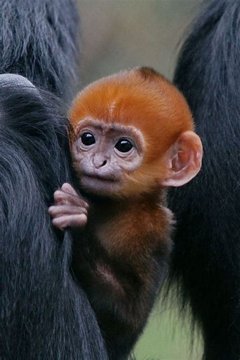50 Adorable Baby Monkey Pictures That You Must See Tail And Fur