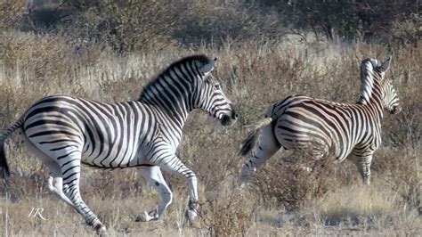 Zebras Getting Curious Botswana Youtube
