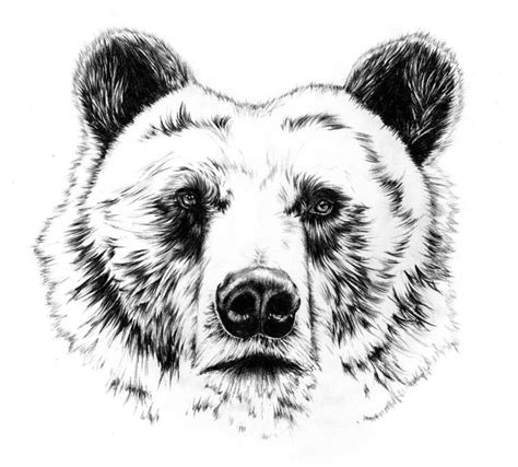 Bear drawing face at paintingvalley com explore collection of bear. Lettsworth man ordered to pay $10,250 in civil restitution ...