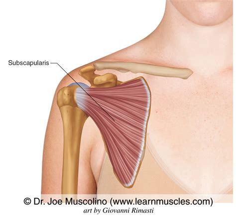 You can click the image to magnify if you cannot see clearly. Subscapularis - Learn Muscles