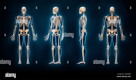 Illustration Précise Du Rendu Du Système Squelettique Humain 3d Vues