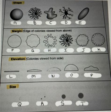Bacterial Colony Morphology Diagram Quizlet