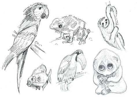 Rainforest Animal Sketches By Shewhosoars On Deviantart