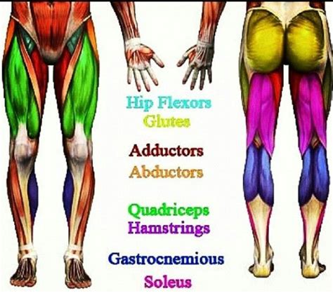 Leg Muscle Diagram Common Names Leg Muscle Diagram Chapter 13