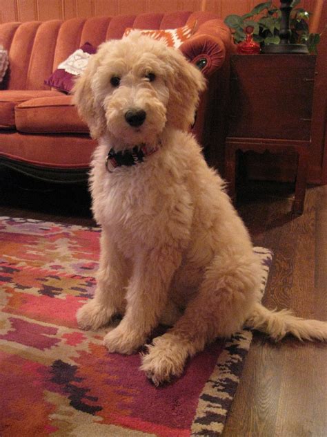 We are goldendoodle breeders specialist in the midwest. Am I the cutest dog ever made? Why yes, yes I am. (With ...