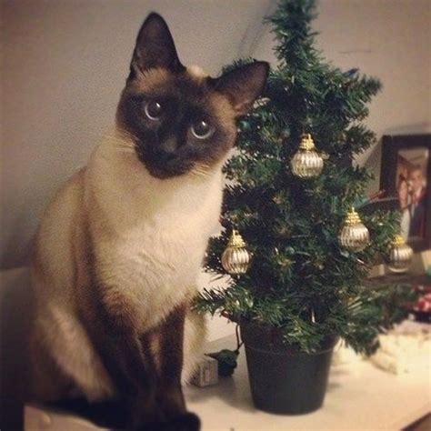 40 Pets Who Are Ready For Christmas Christmas Cats Siamese Cats Cats
