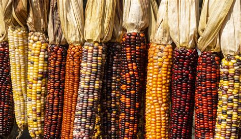 50 Corn Facts That Are Not So Corny Afterall