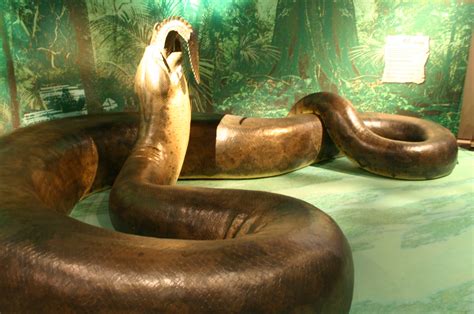 Titanoboa Taken At The Smithsonian Natural History Museum Flickr