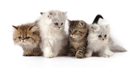 Depending on the breeder, type, and heritage, a persian cat can cost you anywhere the more important question would be how be, how much does it cost to maintain one. Persian cat | DinoAnimals.com