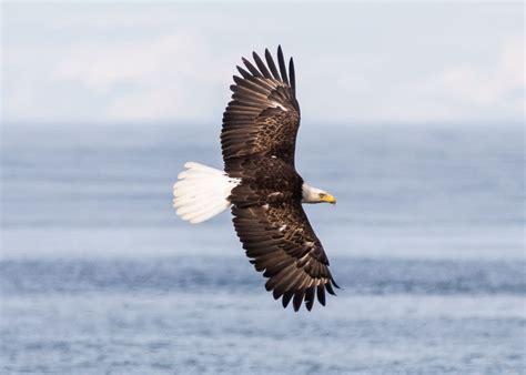 Pursuit alaska collection's kenai fjords tours give you the opportunity to climb aboard a tour vessel and cruise the spectacular waterways and see the wildlife, such as orcas and otters, that ca… RV Guide: 4 Of The Best Things To Do On The Kenai ...
