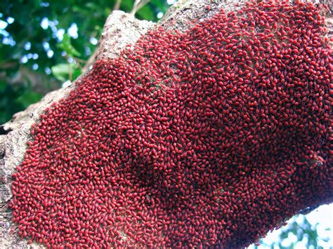 Check spelling or type a new query. We found swarms of these little red bugs on trees here and ...