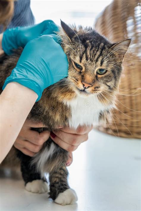 Losing a pet is a scary situation, but microchips can help you find your pet faster. The Vet Puts The Microchip On A Cat In A Veterinary Clinic ...