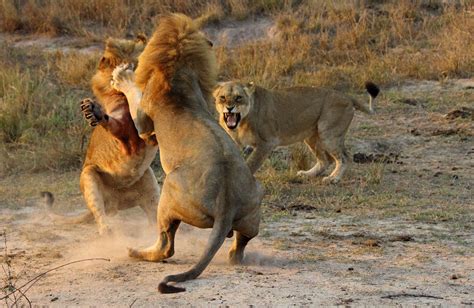 Incredible Fight Between Two Male Lions Mirror Online