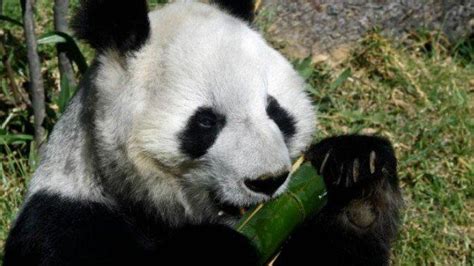 Berhasil Hidup Lampaui Umur Semestinya Seekor Panda Tertua Di Dunia