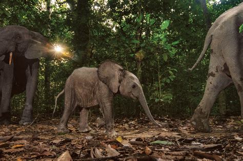Gabón Refugio Para Los Elefantes De Bosque