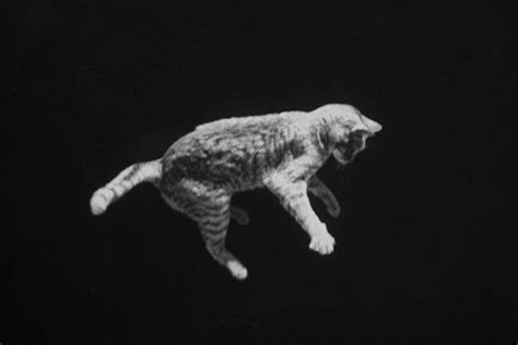 The Falling Cat Phenomenon How Nasa Trained Astronauts For Zero