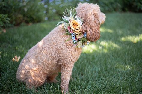 Diy Dog Collar Flower Flower Dog Collar For Weddings Peach And Cream By