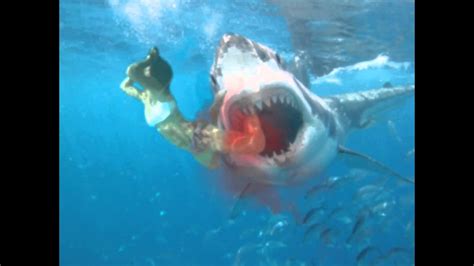 Great White Shark Attack Pictures On Humans