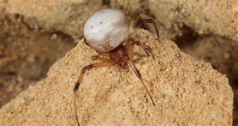 The black widow spider is probably the most venomous spider in north america. White Widow Spider: Identification, Facts, & Pictures ...