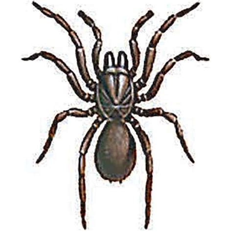 Our employment program for recent university graduates. Spider Identification - Australian Reptile Park in 2021 ...