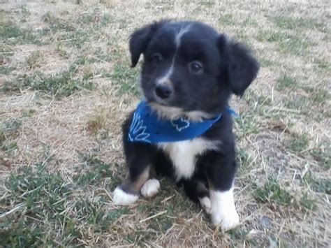 Check spelling or type a new query. Registered NSDR MINIATURE AUSTRALIAN SHEPHERD PUPS for Sale in Winston Salem, North Carolina ...