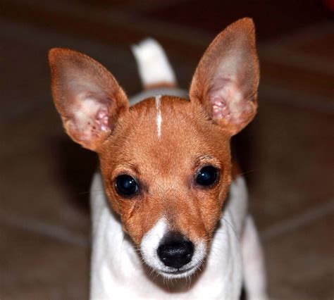 Toy Fox Terrier Puppy Toy Fox Terriers Toy Dog Breeds Fox Terrier Puppy