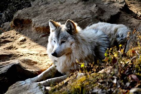 The 10 Largest Wolves In The World A Z Animals