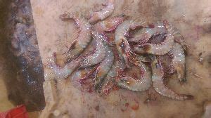 Tiger Prawn Tiger Prawns Fish Price Manufacturers Suppliers