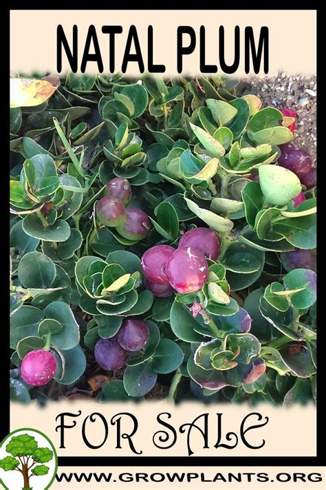 Plum trees are a great fruit tree for beginning and expert gardeners alike. Natal plum for sale | Natal plum, Easy plants to grow ...