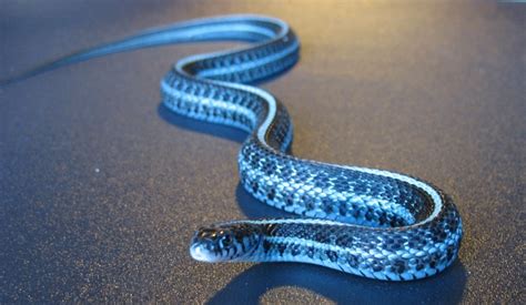 Snakes And More Snakes Photo Of Blue Axanthic Plains Garter Snake