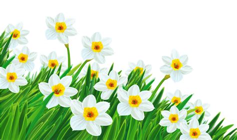 Free Spring Flowers Transparent Background Download Free Spring
