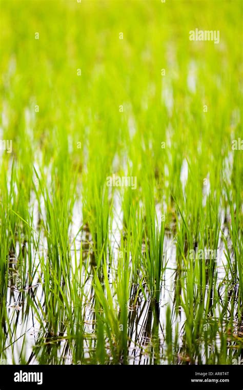 Rice Paddy And Plants Shallow Depth Of Field In The Rural Indian