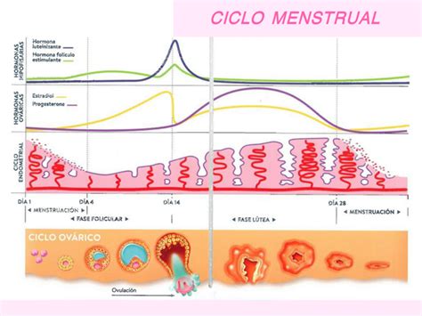 etapas del desarrollo sexual y reproductivo de la mujer 1 ciclo menstrual hormona luteinizante