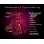 Characteristics Of Taurus Zodiac Sign Stock Illustration  Download