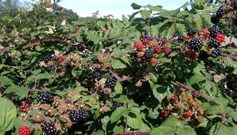 How To Kill Blackberry Plants Garden Guides