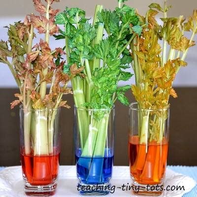 Aug 19, 2009 · the conquerors and seafarers coming from the south have carried the pollen of gastronomic flowers far into the north where they adjusted themselves to soil and climate. Celery And Food Coloring Project - Coloring Walls