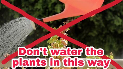 Correct Way Of Watering Plants Gardening Tips Gautamsgarden Youtube
