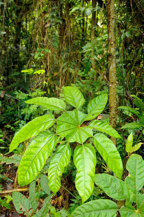 Rainforest Plant Stock Image F0318858 Science Photo Library