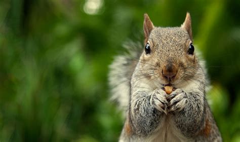 These critters are omnivores, which means they love eating plants and meat, however, their diets also. A Closeup Of A Squirrel Eating A Nut Stock Photo ...