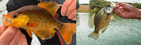 This Golden Crappie On The Left Was Caught In Nh Biologists Believe