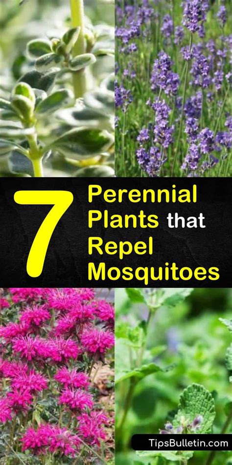 7 Perennial Plants That Repel Mosquitoes And Keep Flies Away