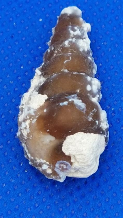 Agatized Fossil Shell Tampa Bay Florida Fossil Shells