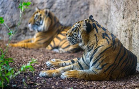 Wallpaper Predators A Couple Sumatran Tiger Images For Desktop