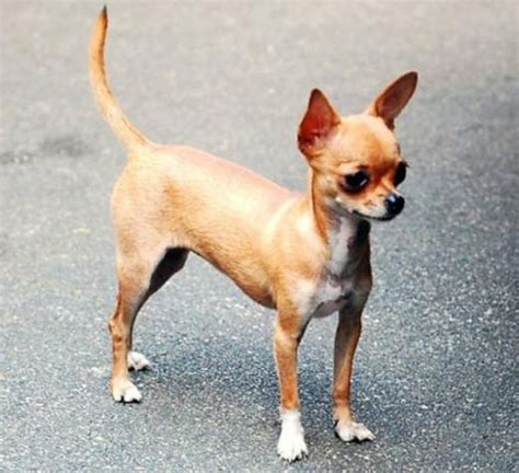 Chihuahua Sassy And Loyal This Pint Sized Pooch With The Big