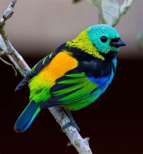Príncipe De Mil Colores Fondos De Pantalla Aves Aves Exóticas Y
