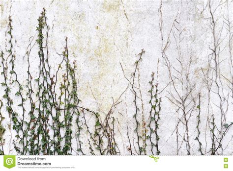 Ivy climbing up white wall stock photo. Image of detail - 70822090