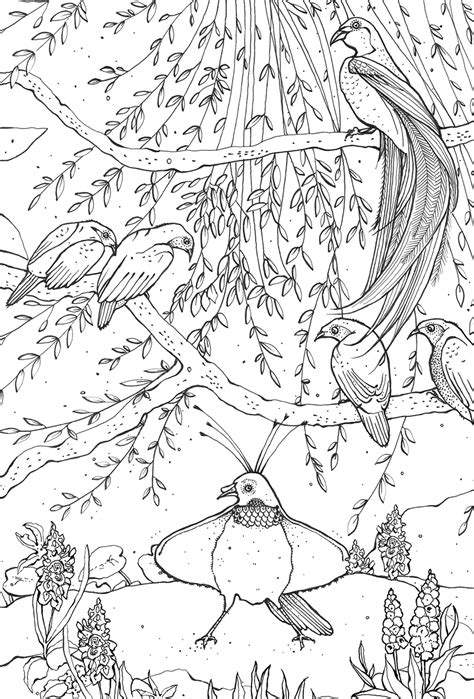 Kerry Lemon: 'Birds of Paradise' colouring book