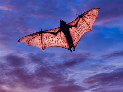Are Bats Really Blind