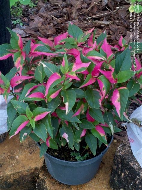 Plant identification: closed: green and pink leaves, 1 by myersscatzpal