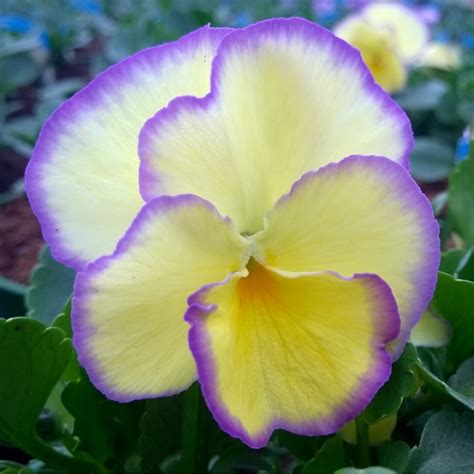 Viola Cornuta Etain Horned Pansy Etain Uploaded By Teresah